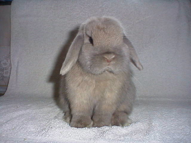 Cheeko, male, beige mini lop, born Nov. 1998, weighs 2 lbs 12 oz, photo from Fletcher and Pooley Miniature Lops