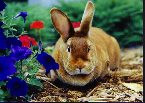 Trooper, female, Red Satin, born February 1998, owned by Becky Ellis