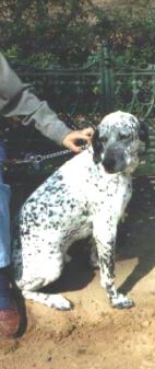 Boomie3.jpg (10449 bytes)