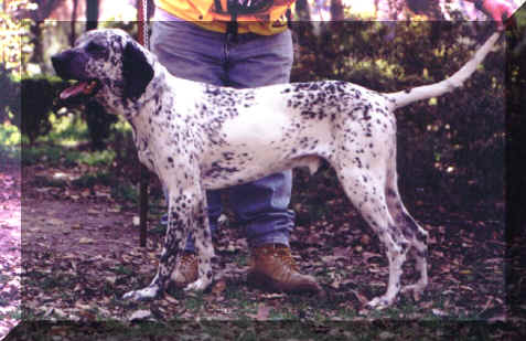 Boomie_2.jpg (148399 bytes)