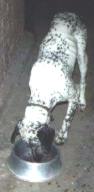 boomie2.jpg (3787 bytes)