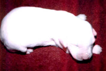 puppy 11.jpg (41546 bytes)