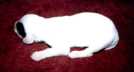 puppy 12.jpg (49548 bytes)