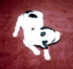 puppy 2.jpg (64943 bytes)