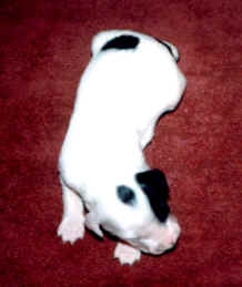 puppy 3.jpg (47283 bytes)