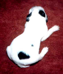 puppy 5.jpg (44033 bytes)