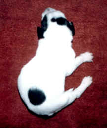 puppy 6.jpg (53921 bytes)