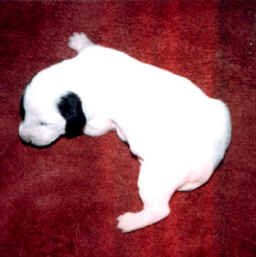 puppy 7.jpg (57200 bytes)
