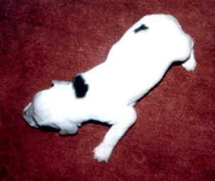 puppy 9.jpg (68716 bytes)