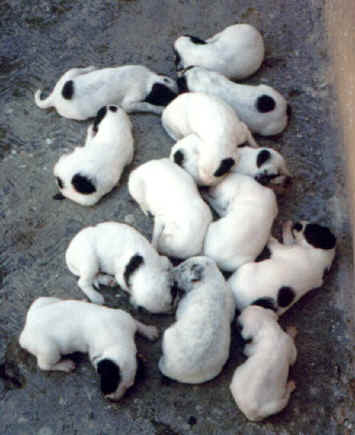 puppys 1.jpg (67567 bytes)