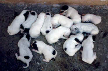 puppys 2.jpg (100803 bytes)