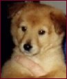 Dixie as a puppy.
