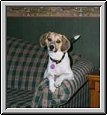 Dixie