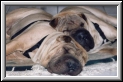 Hoss and Lil Joe