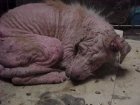 A stray