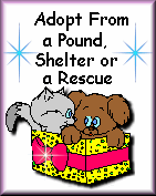 Adopt From Your Local Pound or Shelter