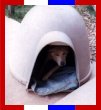The Dog House
