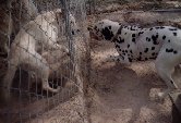 Champ and Elum Fighting