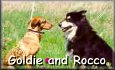 Goldie and Rocco