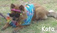 Kota