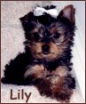 Lily