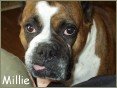 Millie