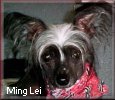 Ming Lei