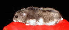 BBaby.jpg (3286 bytes)