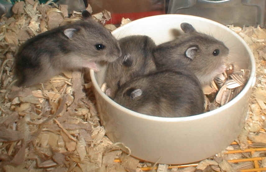 Babies and sunflower seeds