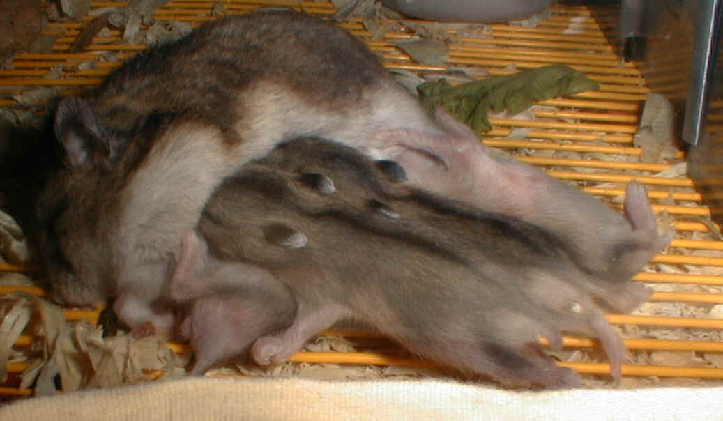 Feeding & feeding