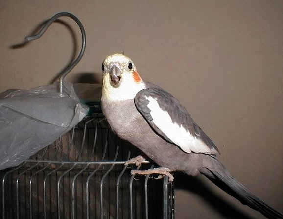 Hello!