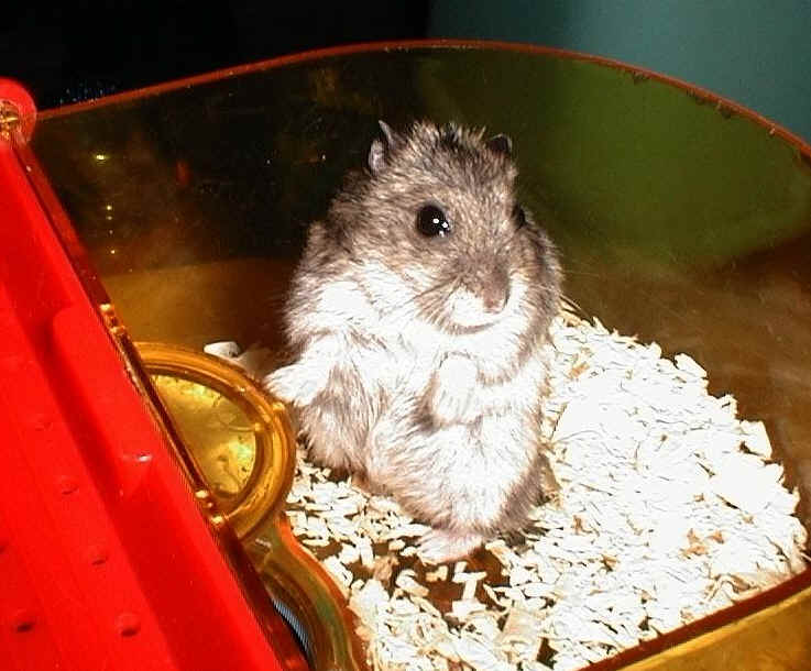 你好嗎?