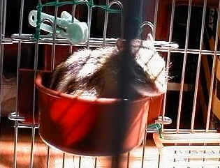 Sun bathing