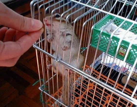 Looking at the peanut