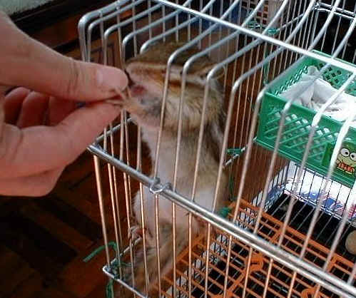 Working for peanut
