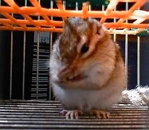 Having peanut
