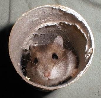 Coo Coo in the tube