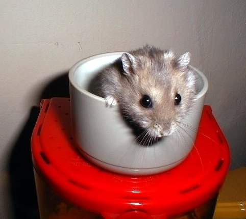 Coo Coo in the food bowl
