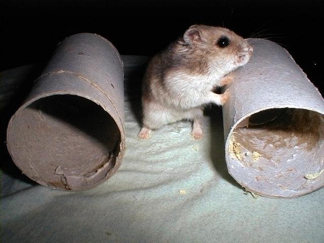 Ki Ki is doing exercise