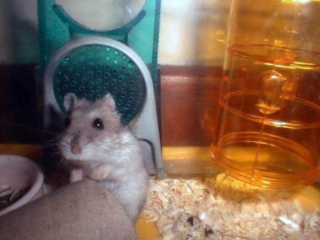 Ki Ki's Home