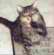 Laughing Cat