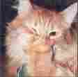 Laughing Cat