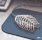 Dead Mouse
