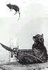 Cat and Mouse