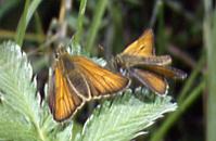 T.sylvestris female & male, Sale 16.vii.93