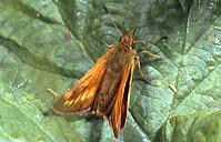O.faunus female, Ardwick 25.vi.95