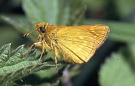O.faunus, near Worthington Lakes 14.vi.95