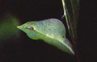 G.rhamni pupa, ex.Sale water-park vii.94