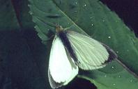 P.brassicae male, Roch Valley (Gristlehurst Wood) 4.vi.95
