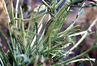 P.brassicae larvae, on an isolated crucifer in an alley in Sale 3.ix.92